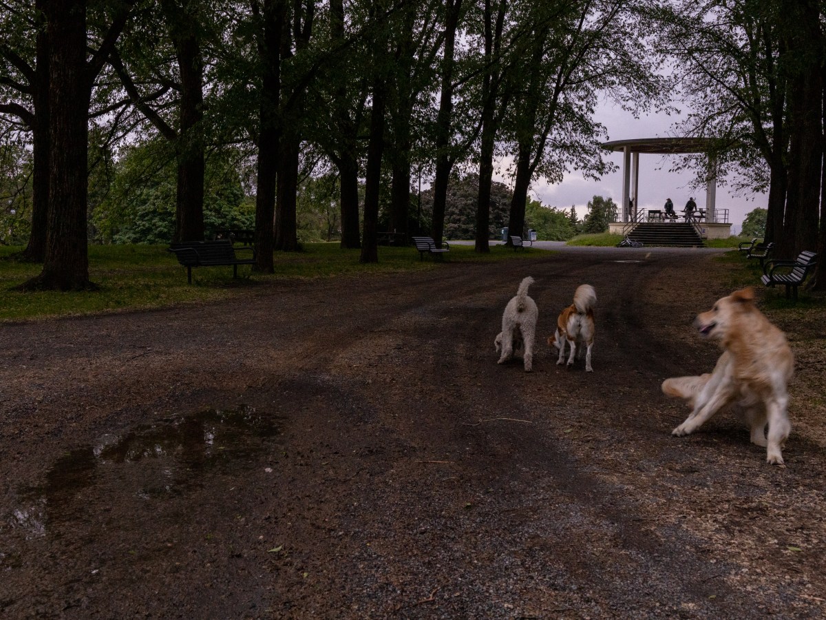 Hundene i Torshovparken