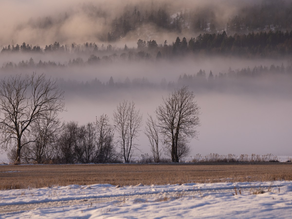 Morgendis på Brennejordet
